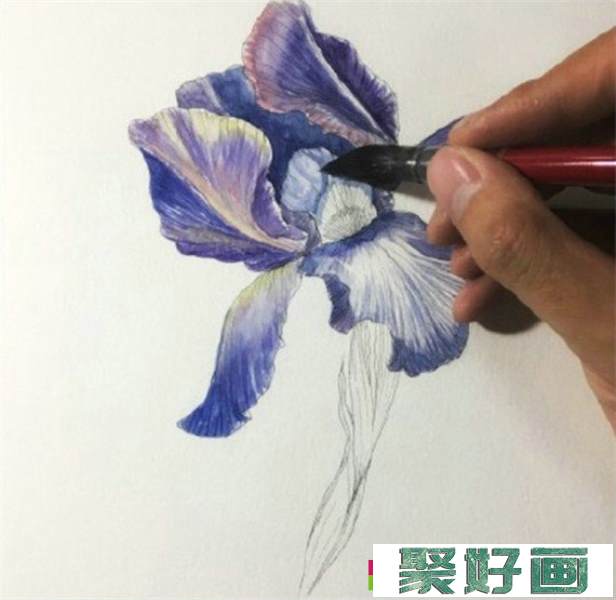 鸢尾花怎么画?简单的水彩画鸢尾花画法