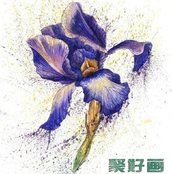 鸢尾花怎么画?简单的水彩画鸢尾花画法