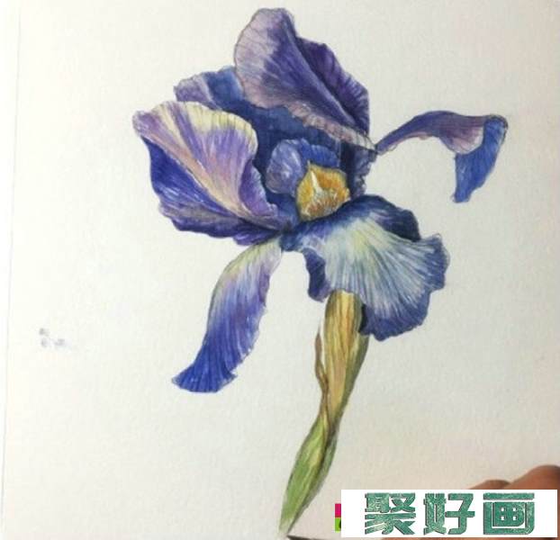 鸢尾花怎么画?简单的水彩画鸢尾花画法