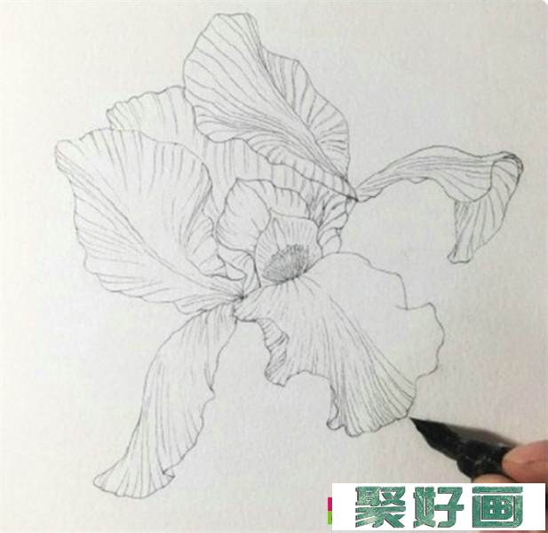 鸢尾花怎么画?简单的水彩画鸢尾花画法