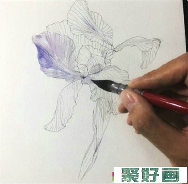 鸢尾花怎么画?简单的水彩画鸢尾花画法