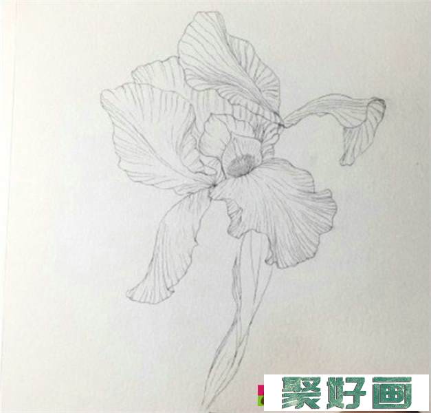 鸢尾花怎么画?简单的水彩画鸢尾花画法