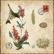 欧式高清装饰画素材: 蜂鸟和绣球花 B