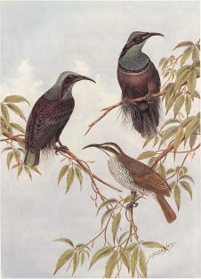 内维尔·威廉·凯莱（Neville William Cayley）Magnificent Riflebirds 步枪鸟水彩画