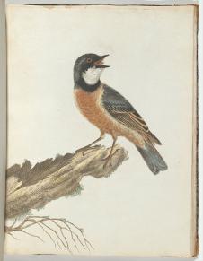 珍贵鸟类装饰画: 小鸟水彩画 G