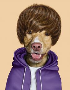 宠物明星脸高清素材下载: 贾斯汀·比伯狗装饰画