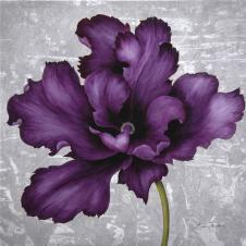 非常漂亮大气的深紫色的花 B