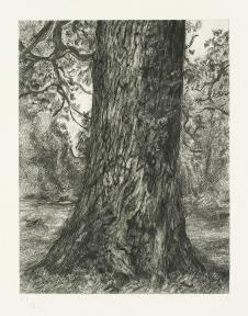 画家弗洛伊德高清素描作品 一颗大树