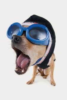 可爱的动物素材: 戴眼镜的狗狗