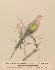 内维尔·威廉·凯莱（Neville William Cayley）Princess Parrot, Polytelis alexandrae 鹦鹉公主