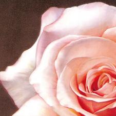 现代写实油画: 高清大玫瑰花油画素材 C