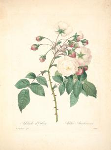 约瑟夫·雷杜德花卉图鉴:  白色玫瑰花水彩画欣赏
