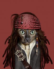 宠物明星脸高清素材下载: 杰克船长猫装饰画