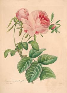 约瑟夫·雷杜德花卉图鉴: 粉红色大月季花水彩画欣赏