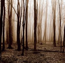 高清雾蒙蒙的树林摄影图片素材下载 D