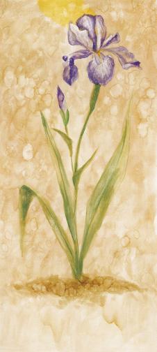 欧式四联花卉水彩画:紫色鸢尾花