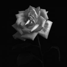 高清花卉摄影素材: 黑白玫瑰花图片 B