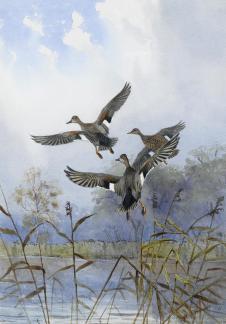 湖边飞翔的野鸭