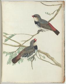 珍贵鸟类装饰画: 小鸟水彩画  M