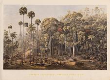 欧根·冯·格拉德 Eugene von Guerard  Cabbage Tree Forest, American Creek