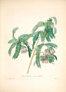约瑟夫·雷杜德植物图鉴: 酸豆水彩画欣赏
