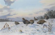 雪地上的一群野鸡