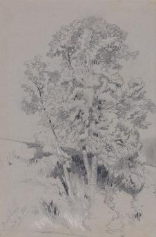 Edward Lear-Burpham Oct.4.1834 树木素描画欣赏