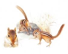 高清四联动物水彩画 动物装饰画素材下载: 松鼠