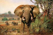 野生动物油画素材: 大象