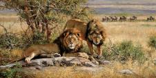 野生动物油画素材:狮子