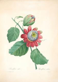 约瑟夫·雷杜德花卉图鉴: 非洲菊水彩画欣赏