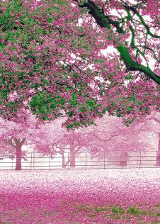 满地樱花的樱花树装饰画欣赏 B