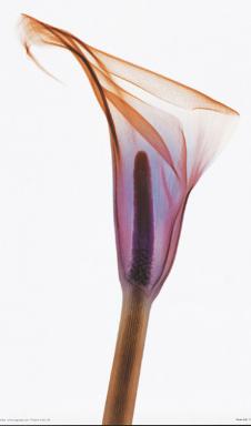 透明花瓣装饰画素材: 透明马蹄莲花瓣