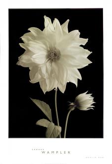 高清黑白花卉摄影素材: 芍药花