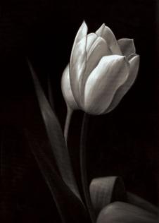 三联黑白花卉油画素材: 郁金香装饰画
