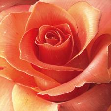 现代写实大玫瑰花油画高清素材 C