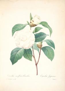 约瑟夫·雷杜德花卉图鉴:玫瑰花水彩画素材下载