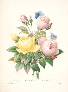 约瑟夫·雷杜德花卉图鉴:切画玫瑰月季花水彩画素材下载