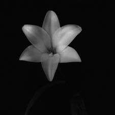 高清花卉摄影素材: 黑白百合花图片 A