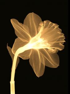高清透明花卉喷绘源图, 现代黑白花卉装饰画素材 D