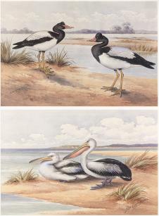 内维尔·威廉·凯莱（Neville William Cayley）Magpie Goose and Australian Pelican