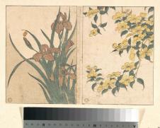 喜多川歌磨作品: 鸢尾花和黄花