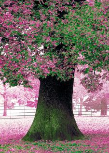 满地樱花的樱花树装饰画欣赏 A