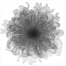 现代高清黑白透明花瓣装饰画素材下载 D