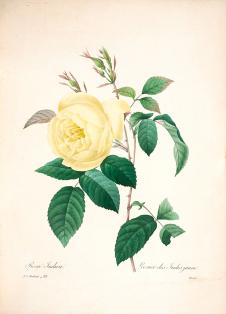 约瑟夫·雷杜德花卉图鉴:黄色月季花水彩画素材