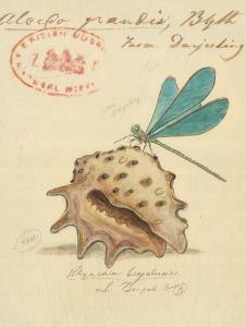 欧式复古装饰画: 蜻蜓和海螺