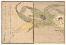 喜多川歌磨作品: 蝉 知了和玉米