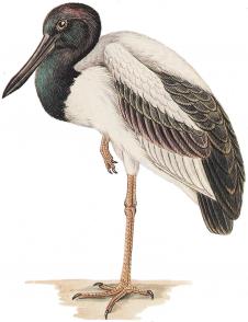 内维尔·威廉·凯莱（Neville William Cayley）Xenorhynchus asiaticus