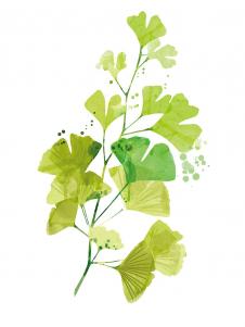 欧式小清新树叶水彩画素材 叶子水彩画欣赏 C