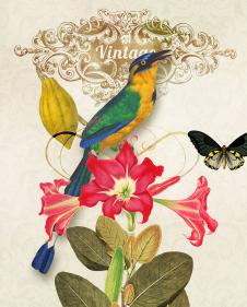 欧美田园花鸟装饰画: 花卉上的蝴蝶和小鸟 F